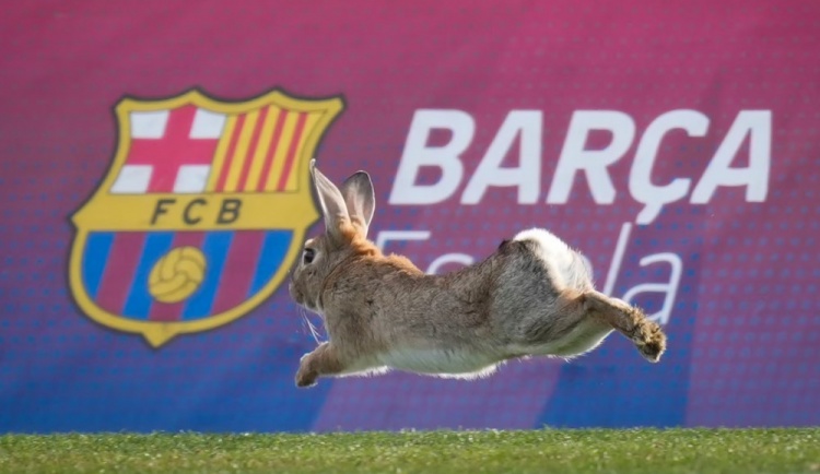  巴薩體育城已成為“動物園”，據(jù)統(tǒng)計總共有36種常見動物在此生活